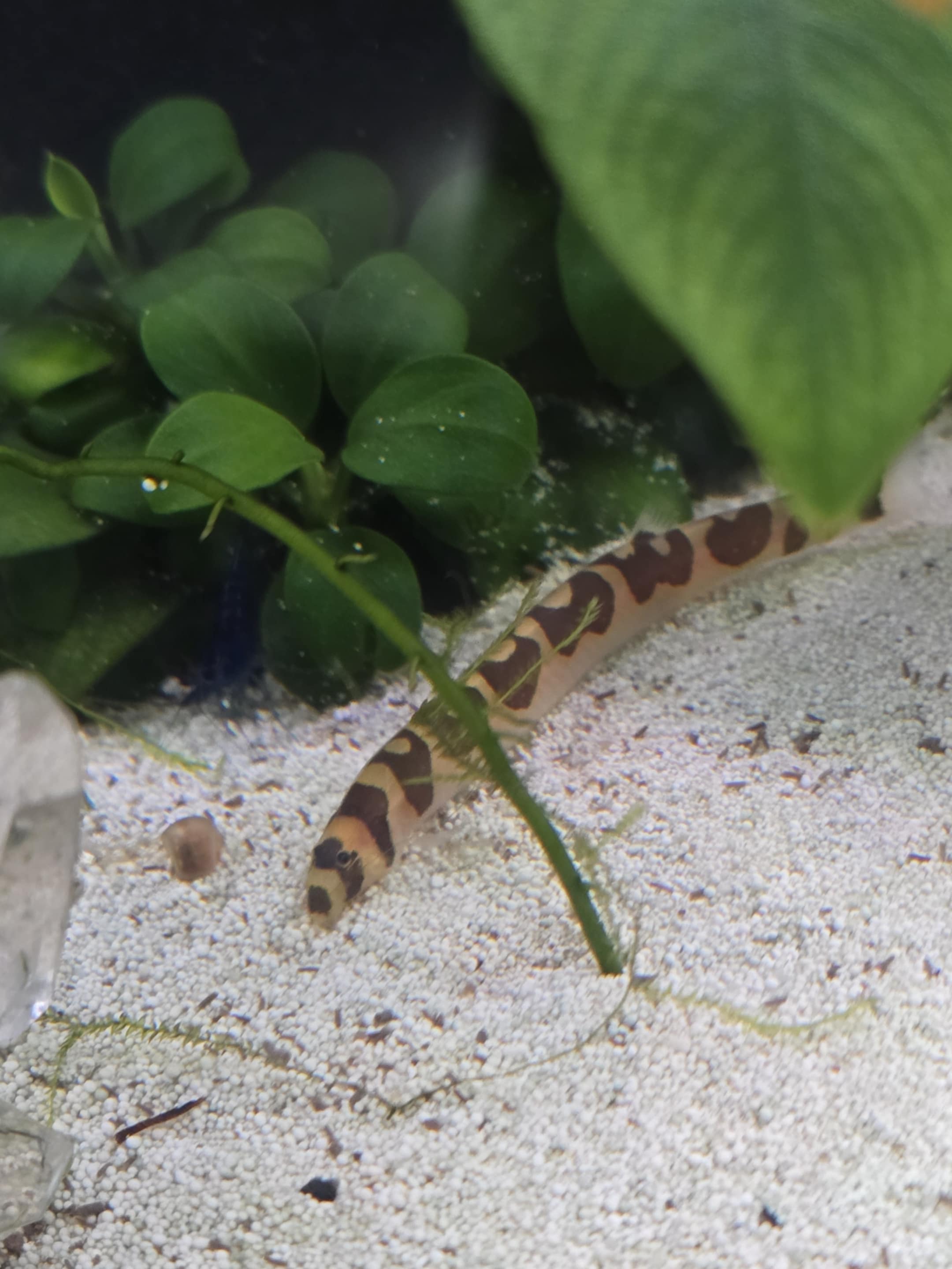 Khuli Loach